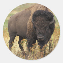 Buffalo Round Stickers