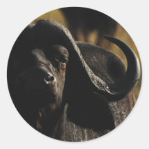 Buffalo - safari big five animal stickers