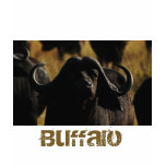 buffalo, cape buffalo, shirts, syncerus caffer,