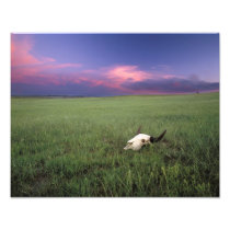 Buffalo Skull in Prairie Grass near Medora
