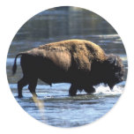 Buffalo Sticker Buffalo Sticker