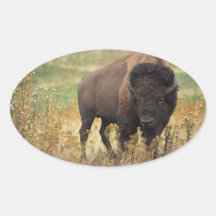 BUFFALO STICKER