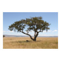 Buffalo under acacia tree posters