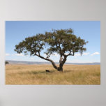 Buffalo under acacia tree print