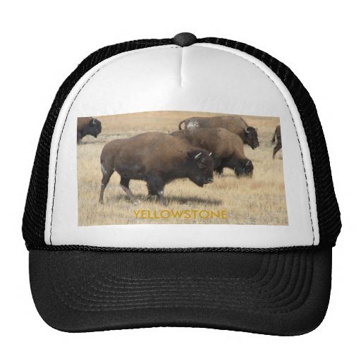 yellowstone hats and shirts