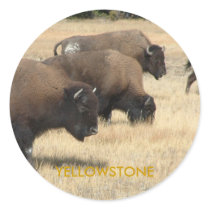 Buffalo Yellowstone Sticker