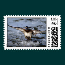 Bufflehead Duck Postage Stamp stamps