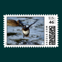 Bufflehead Duck  Postage Stamp stamps