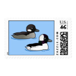 Bufflehead Pair Postage