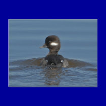 Bufflehead Postcard postcards