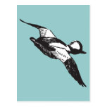 Bufflehead Sketch Postcard