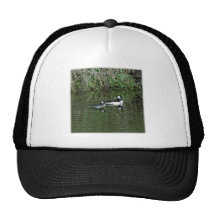 Buffleheads - Dipper Ducks Hats