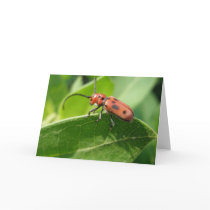 Bug cards by dannamarie72 Bug cards
