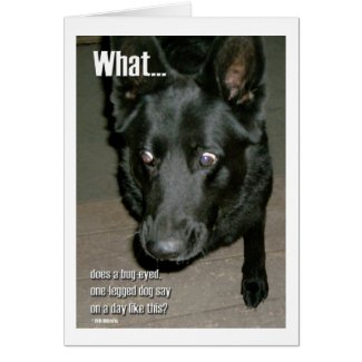 Bug-eyed dog card