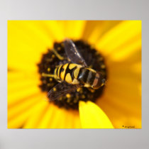 Bug Eyes Poster