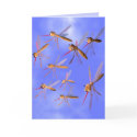 Bug Hunt cards by Peerdrops Bug Hunt cards