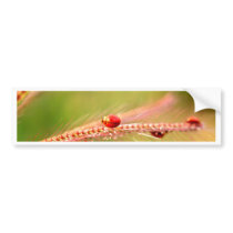 bug insect   in  the  nature bumper stickers