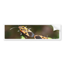 bug insect   in  the  nature bumper stickers