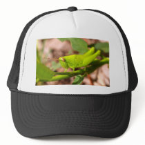 bug insect   in  the  nature hats