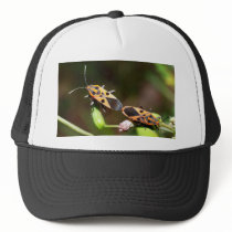 bug insect   in  the  nature hats