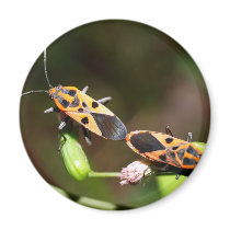 bug insect   in  the  nature magnets
