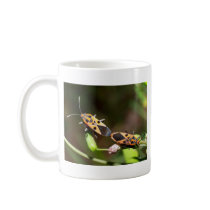 bug insect   in  the  nature mugs