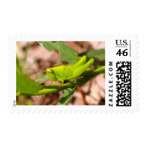 bug insect   in  the  nature postage