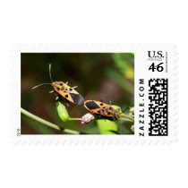 bug insect   in  the  nature postage