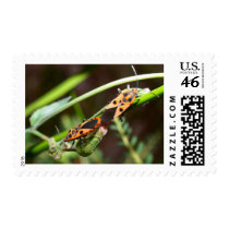 bug insect   in  the  nature postage