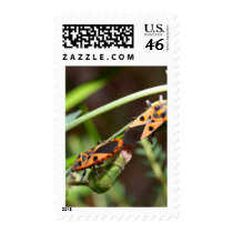 bug insect   in  the  nature postage