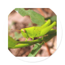 bug insect   in  the  nature stickers