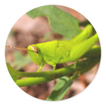 bug insect   in  the  nature stickers