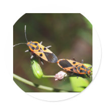 bug insect   in  the  nature stickers