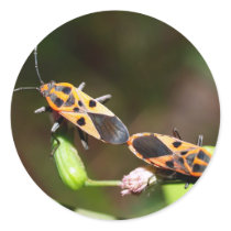bug insect   in  the  nature stickers