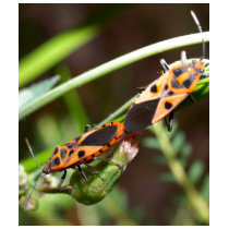 bug insect   in  the  nature t-shirts