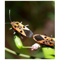 bug insect   in  the  nature t-shirts