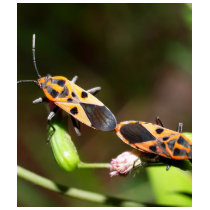 bug insect   in  the  nature t-shirts