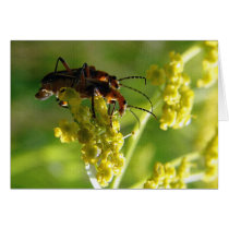Bug Mating cards