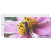 Bug on a Bloom Rack Card Design