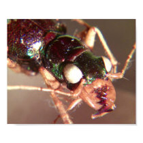 Bug posters