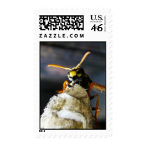 Buggy Eyed Yellow Jacket Wasp Postage Stamp
