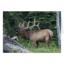 Bugling elk in Banff National Park, Canada. Greeting Card