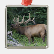 Bugling elk in Banff National Park, Canada. Christmas Tree Ornaments