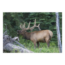 Bugling elk in Banff National Park, Canada.
