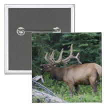 Bugling elk in Banff National Park, Canada. Pin