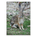 Bugs Bunny cards by snow929 Bugs Bunny cards