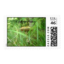 Bugs eye view. postage by naturescreation Bugs eye view. postage