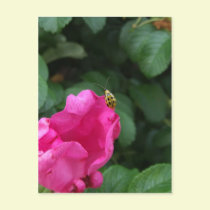 Bug's Life postcards