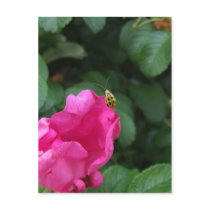 Bug's Life postcards by designcreatology Bug's Life postcards