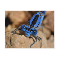 Bugs Post Card